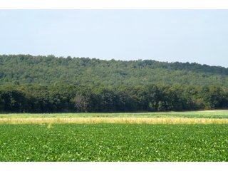 Property photo 12 - REAL ESTATE AUCTION - 1,000+/- ACRES OFFERED IN 10 TRACTS IN PITTSBURG CO., OKLAHOMA